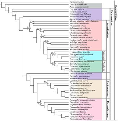 Reconstructing the phylogeny of the hornless rhinoceros Aceratheriinae